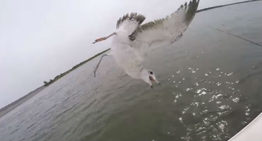 seagull