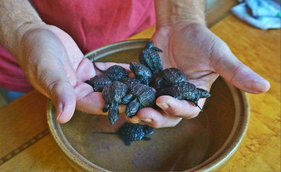 turtle eggs