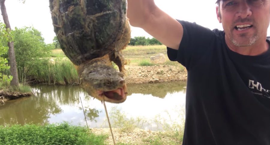 snapping turtle