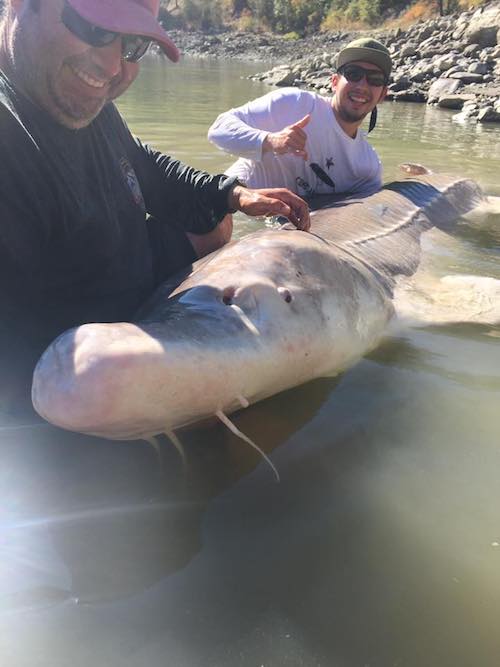 Canadian sturgeon