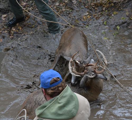 locked up bucks