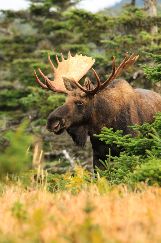 bull moose