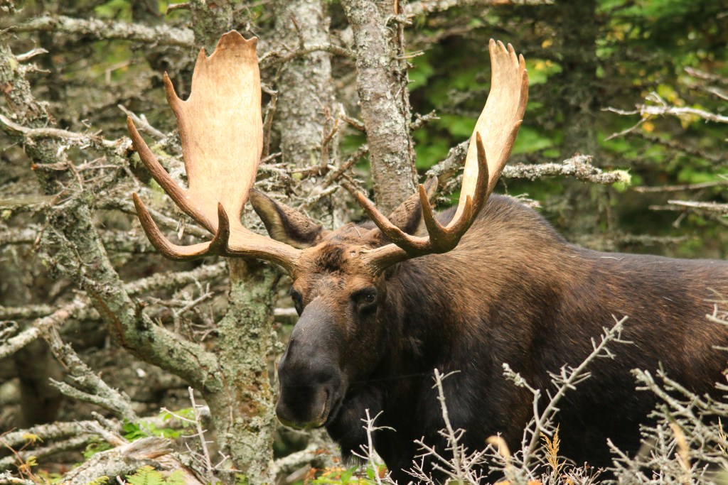 bull moose