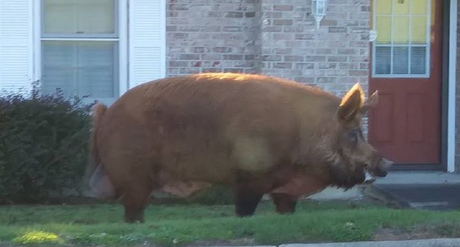 monster hog