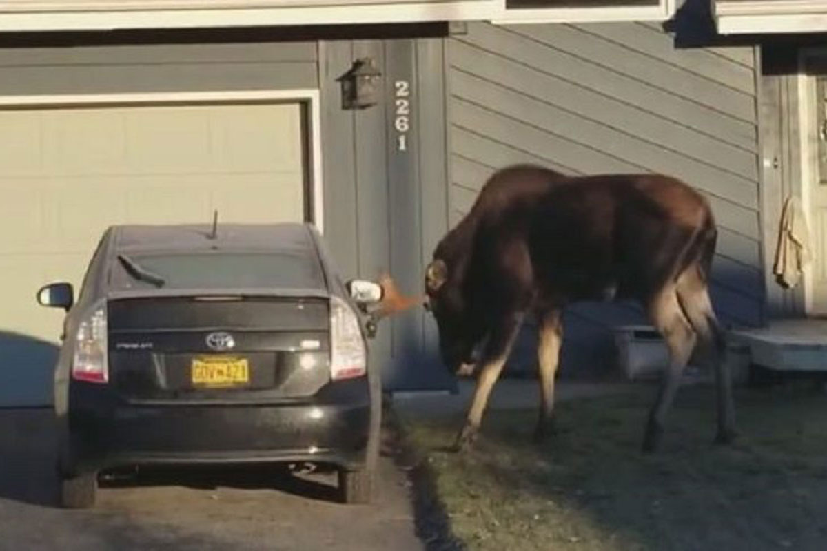 moose vs. prius