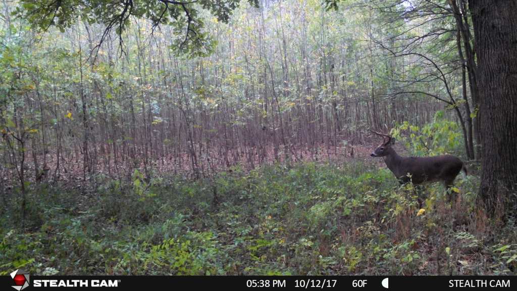 stealth cam