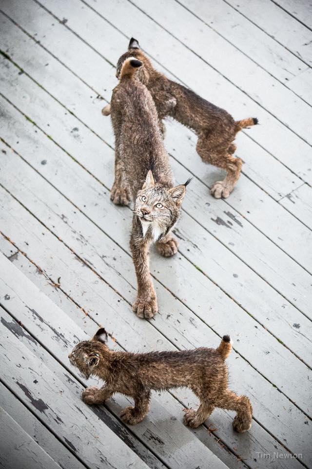 lynx family