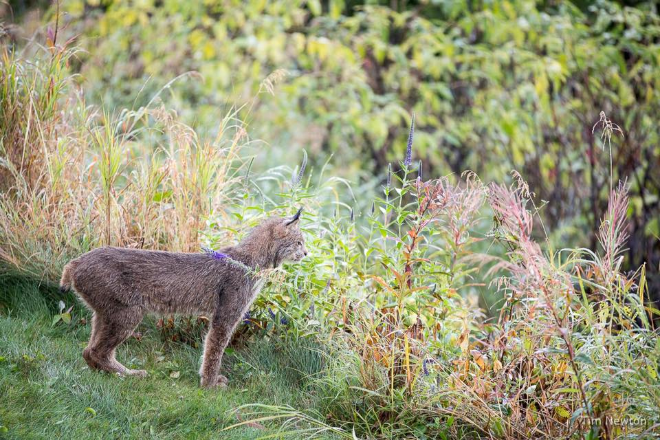 lynx family