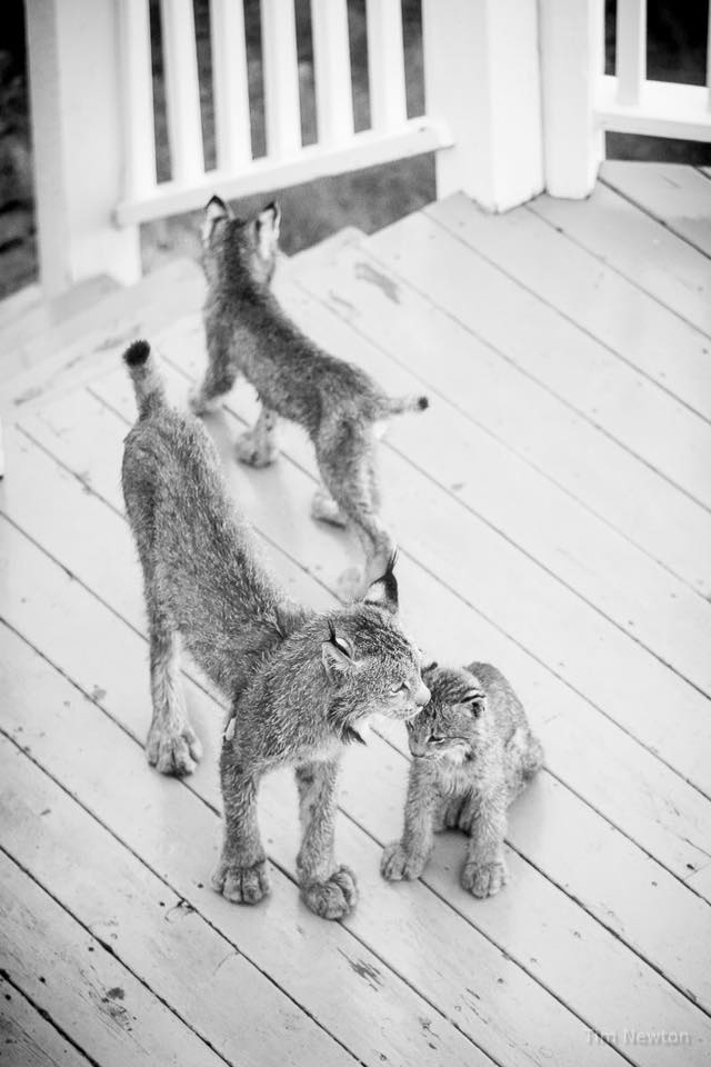 lynx family