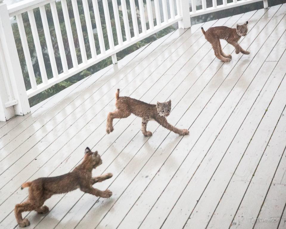 lynx family