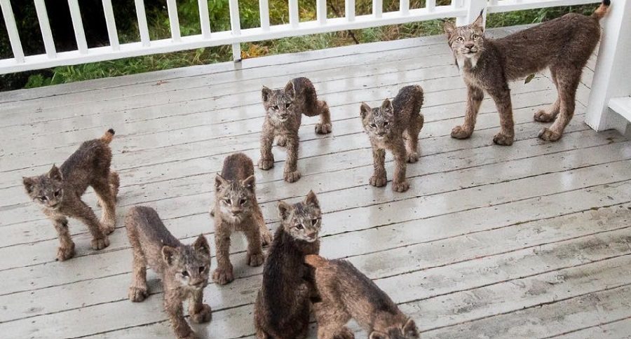 lynx family