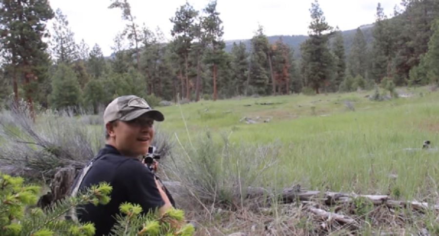 mountain lion scream
