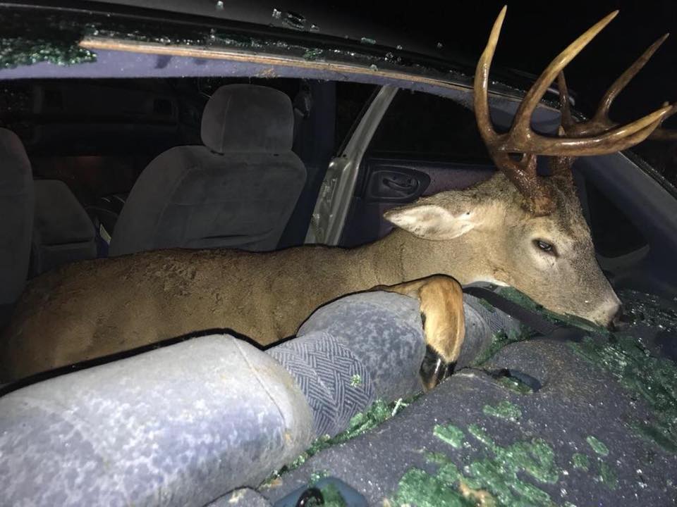 deer