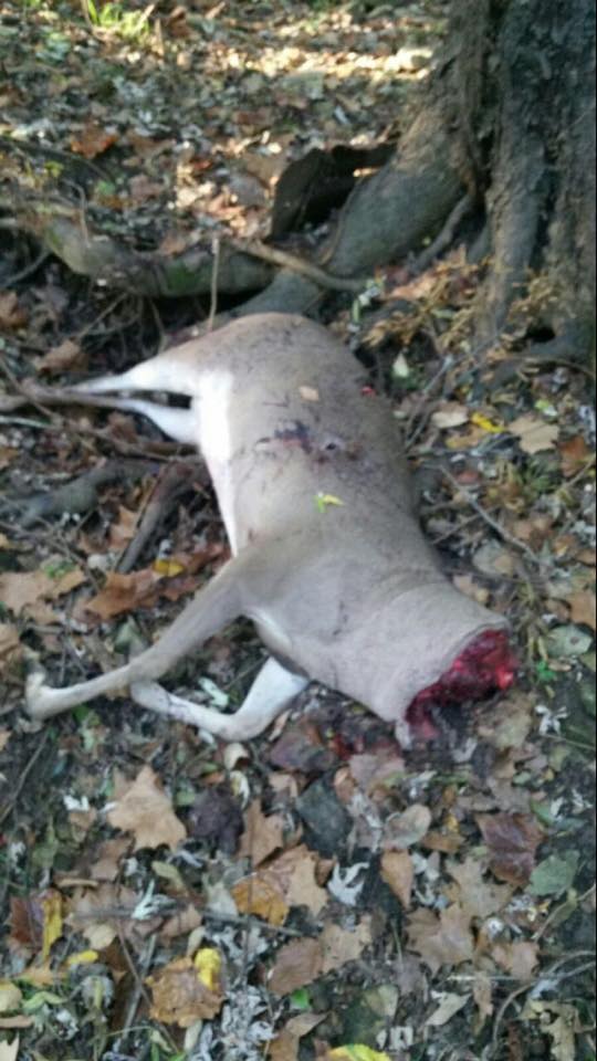 poacher