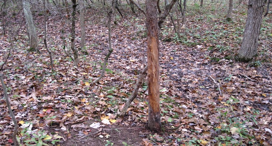 tree rub