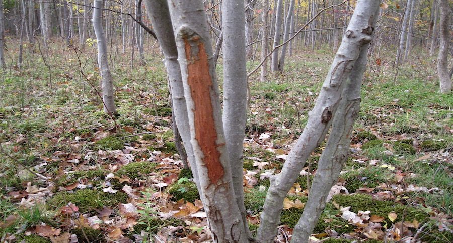 tree rub