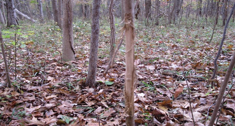 tree rub