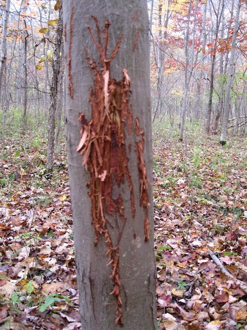 tree rub