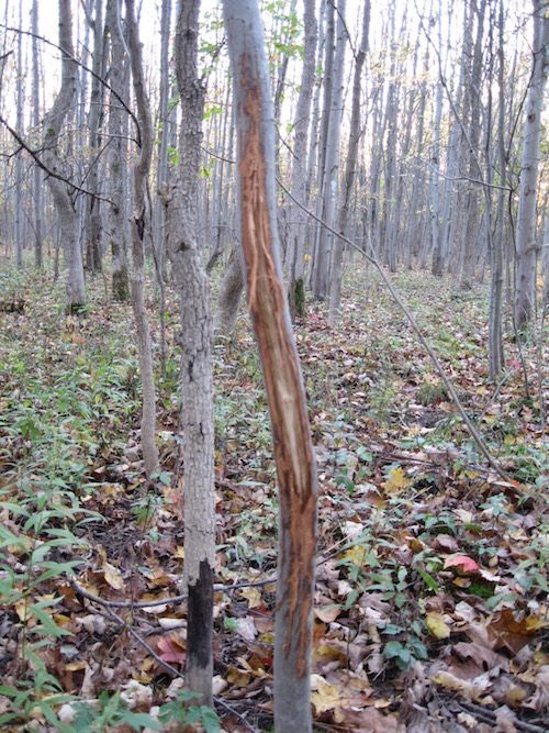 tree rub