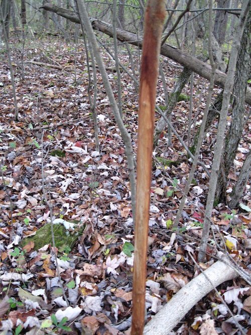 tree rub