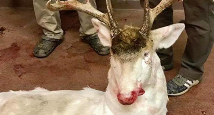 albino deer
