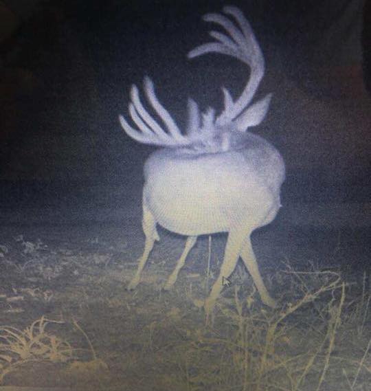 world record deer