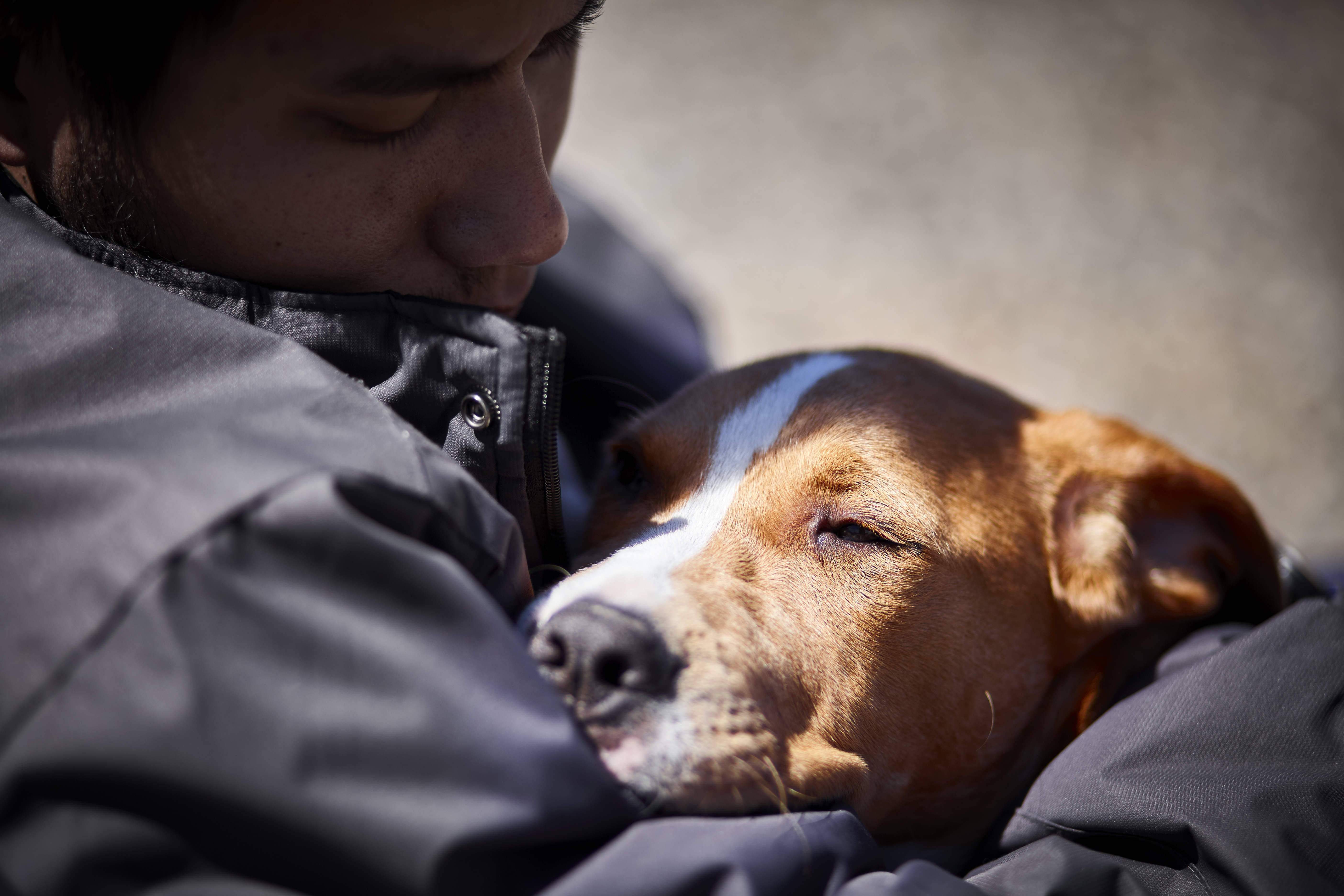 man holding sleepy puppy dog closeup selective focus daylight