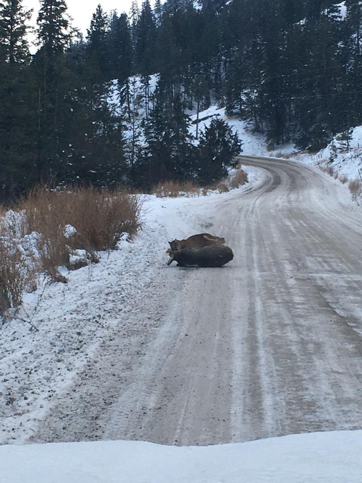 mountain lion takes down doe