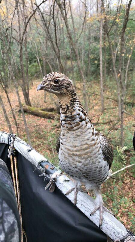 grouse