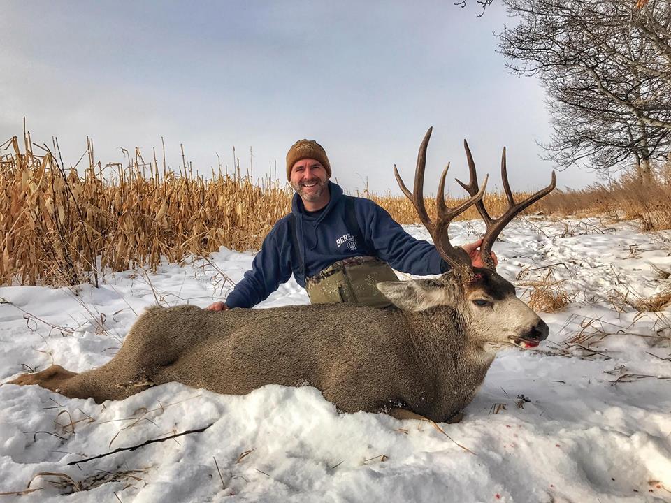 mule deer buck