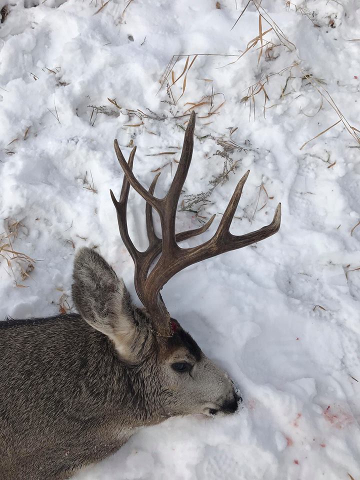 mule deer buck