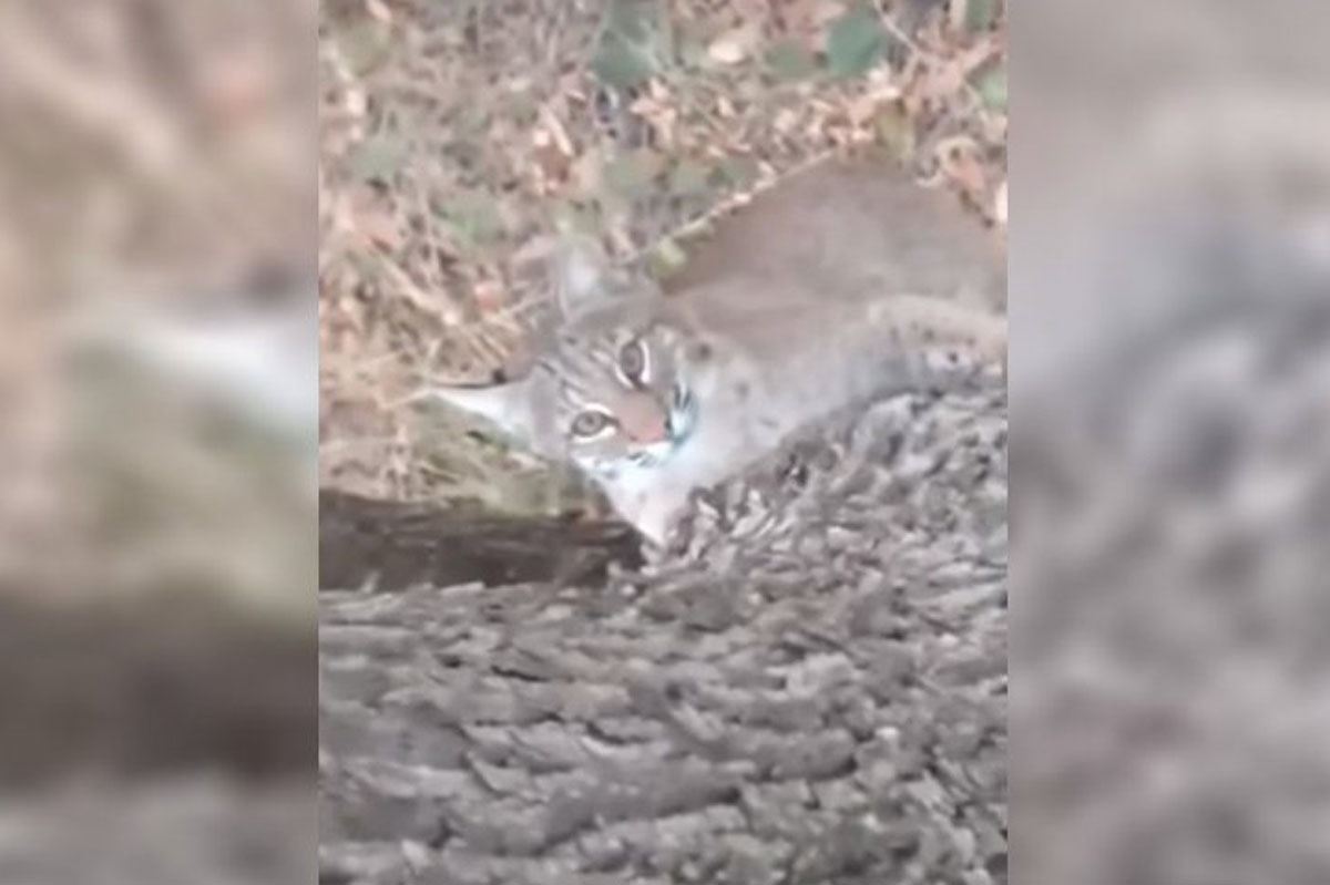bobcat