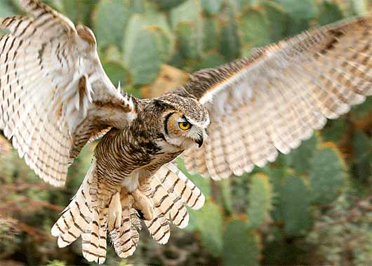 Owls