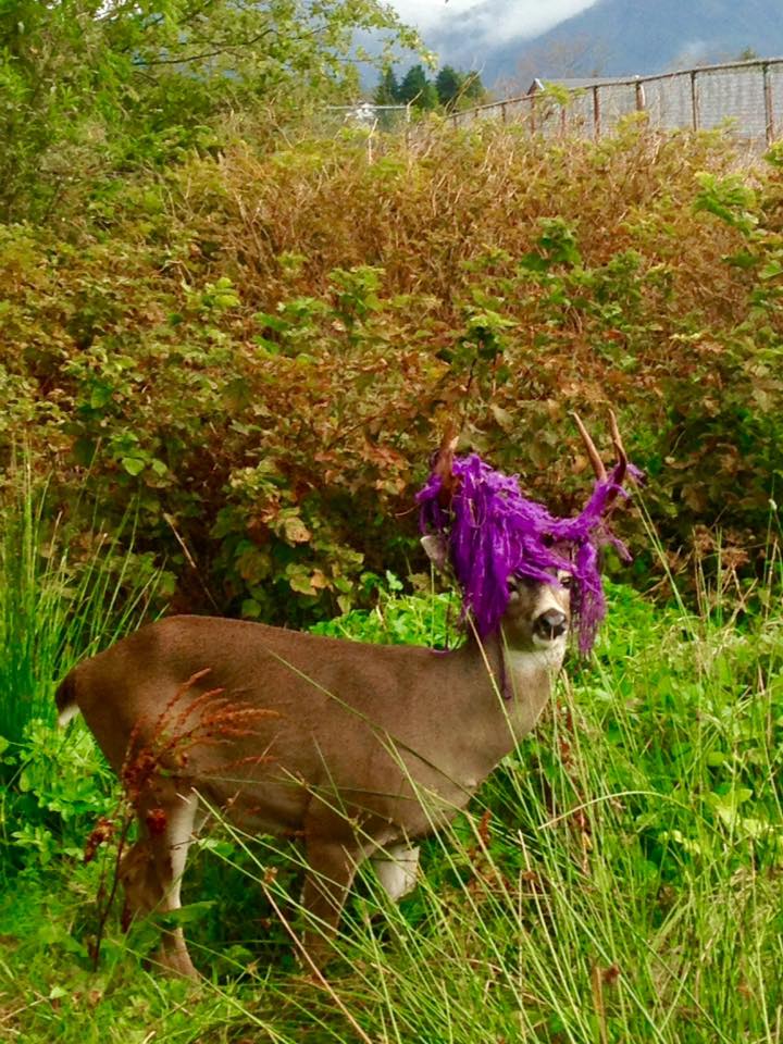 buck