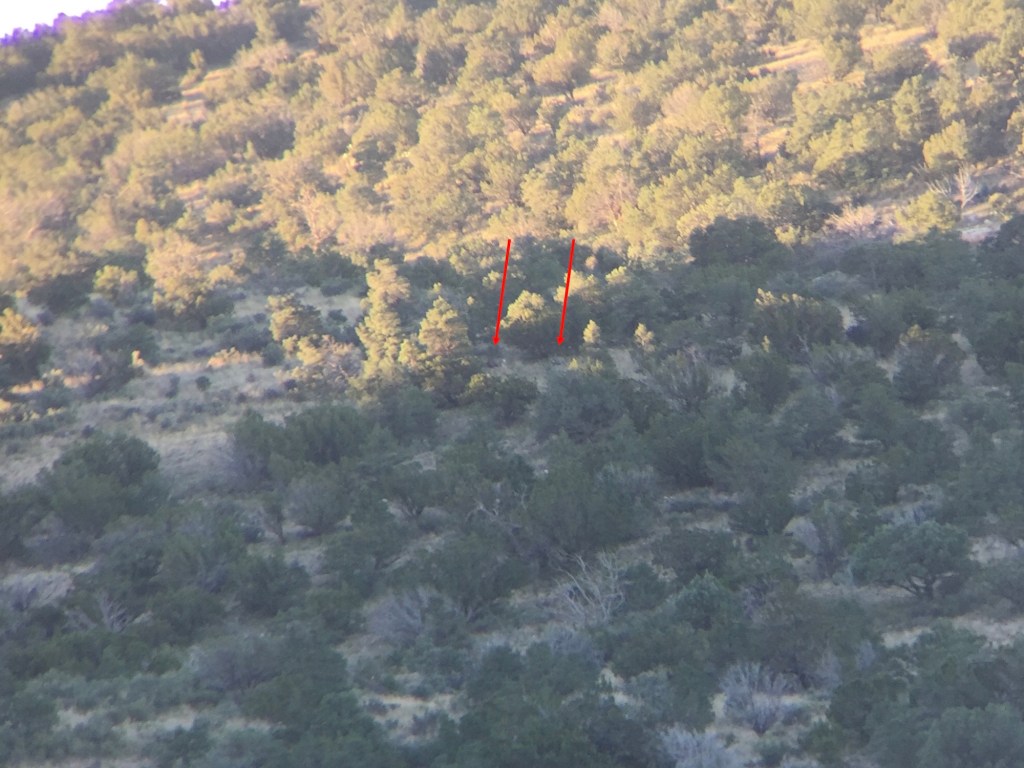 how to glass for mule deer optics