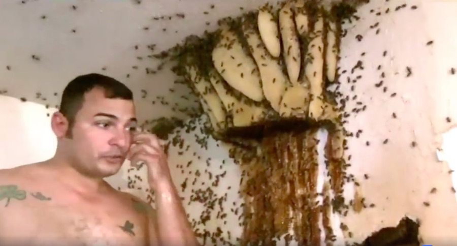 huge bee hive