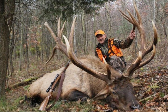 huge bull elk