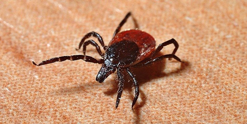tick