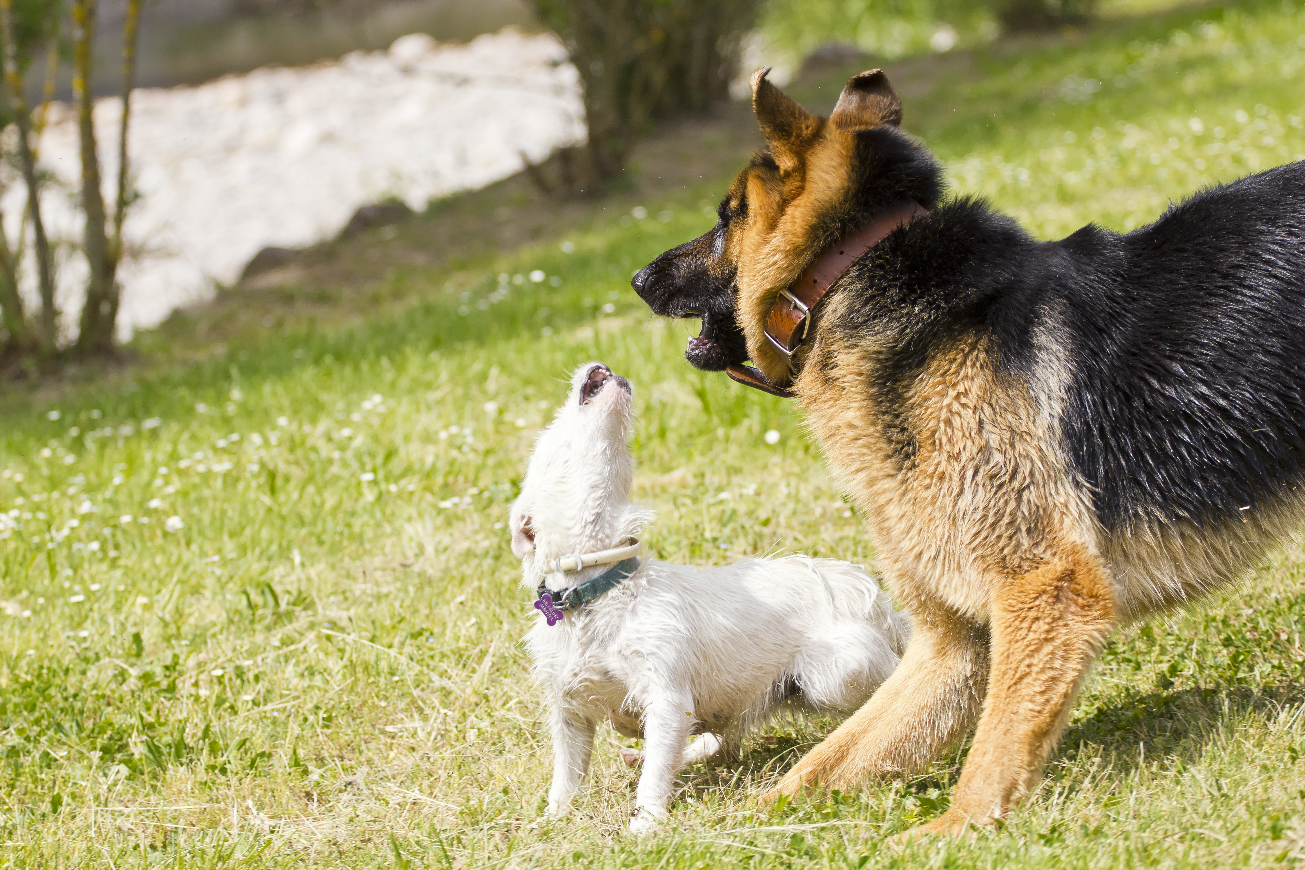 Two dogs playing