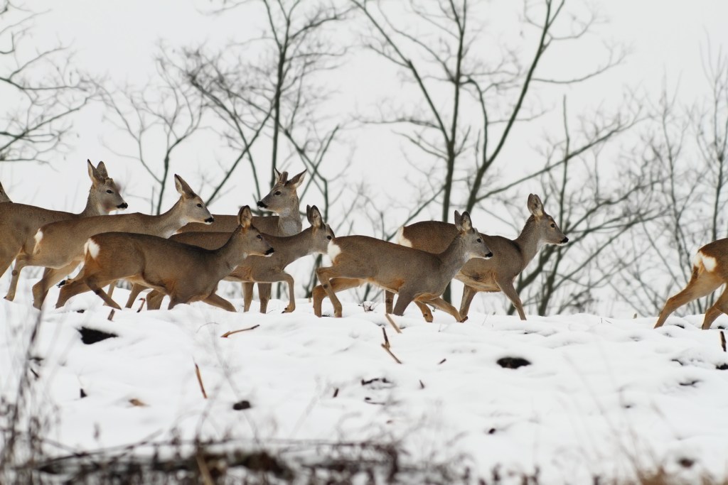 december hunting tactics
