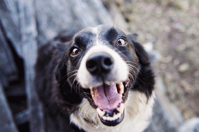 border collie