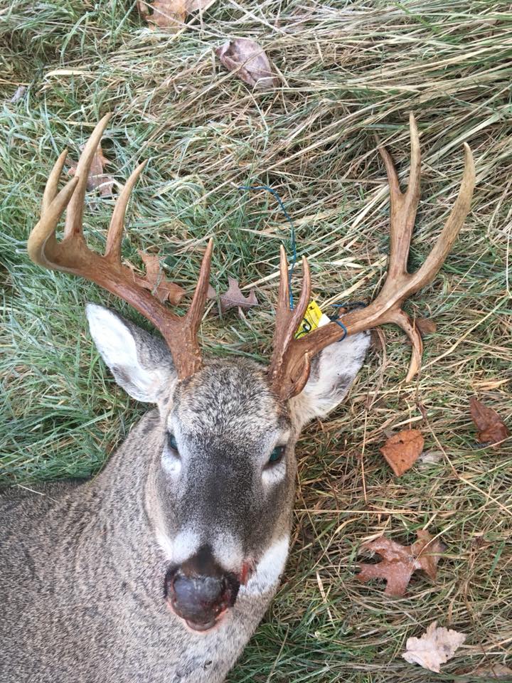 stolen buck