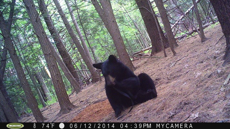 Trail Cam Tuesday