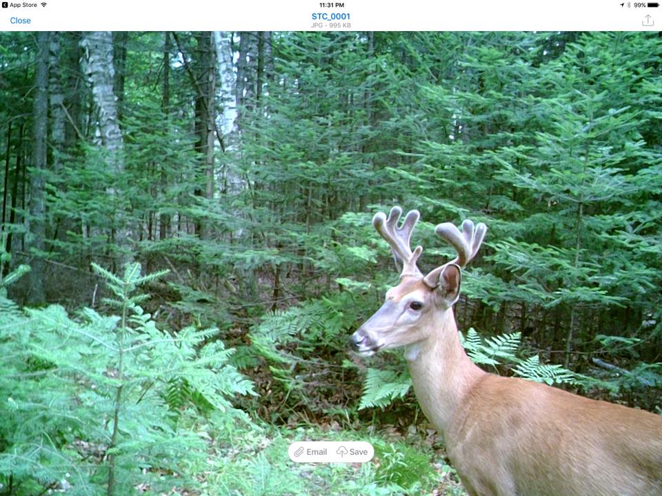 trail cam tuesday