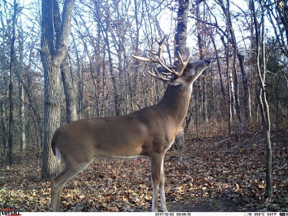 trail cam tuesday