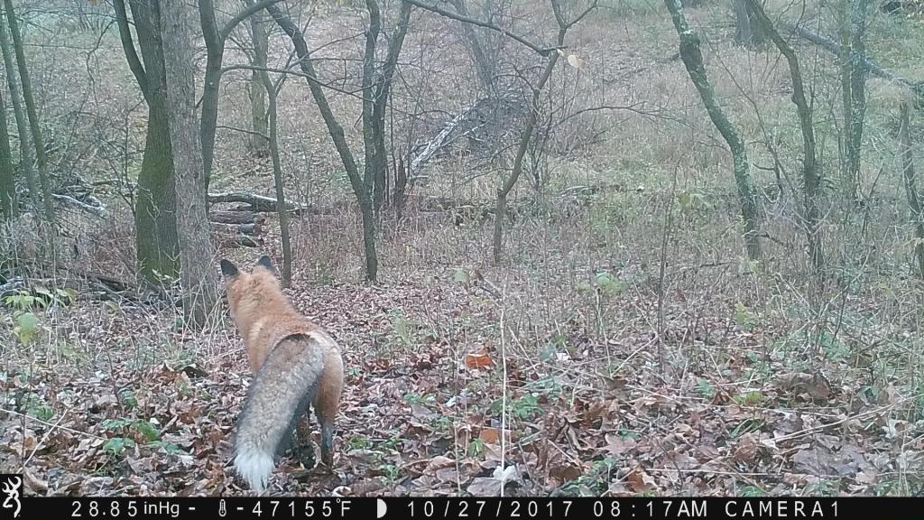trail cam tuesday