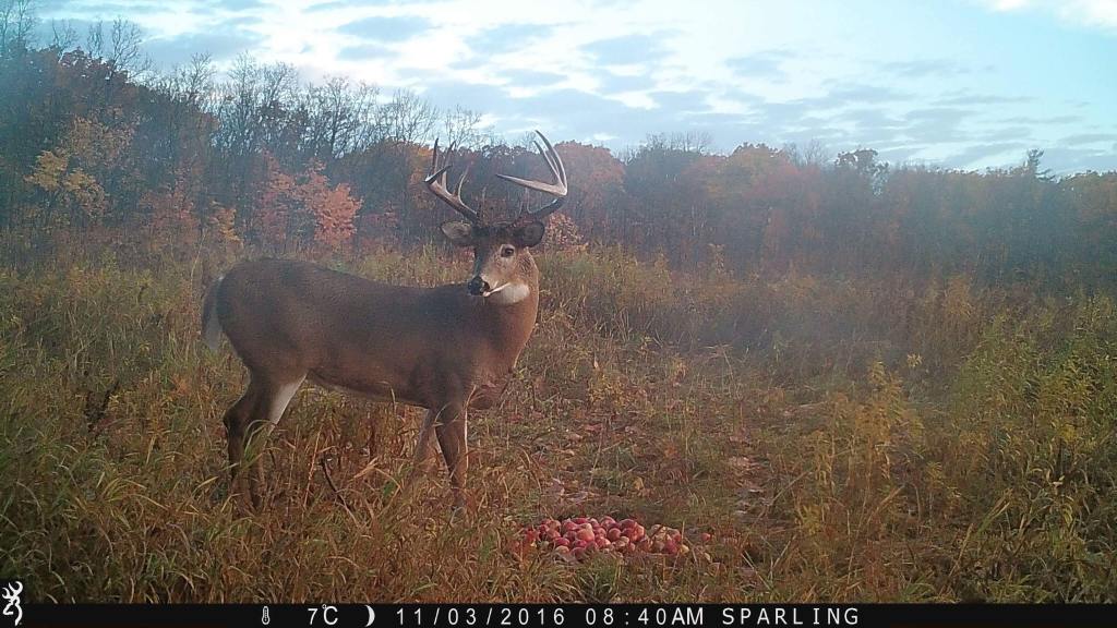 trail cam tuesday
