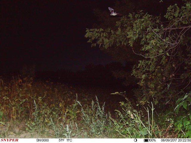 trail cam tuesday