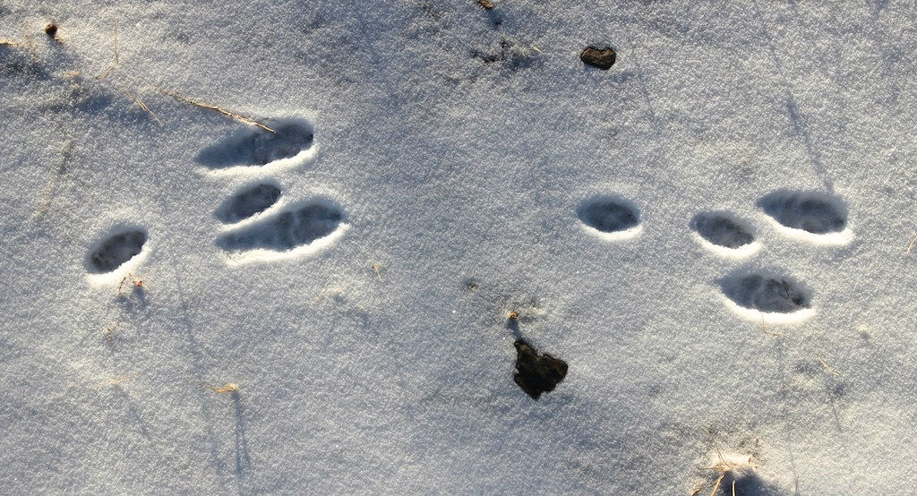 rabbit tracks