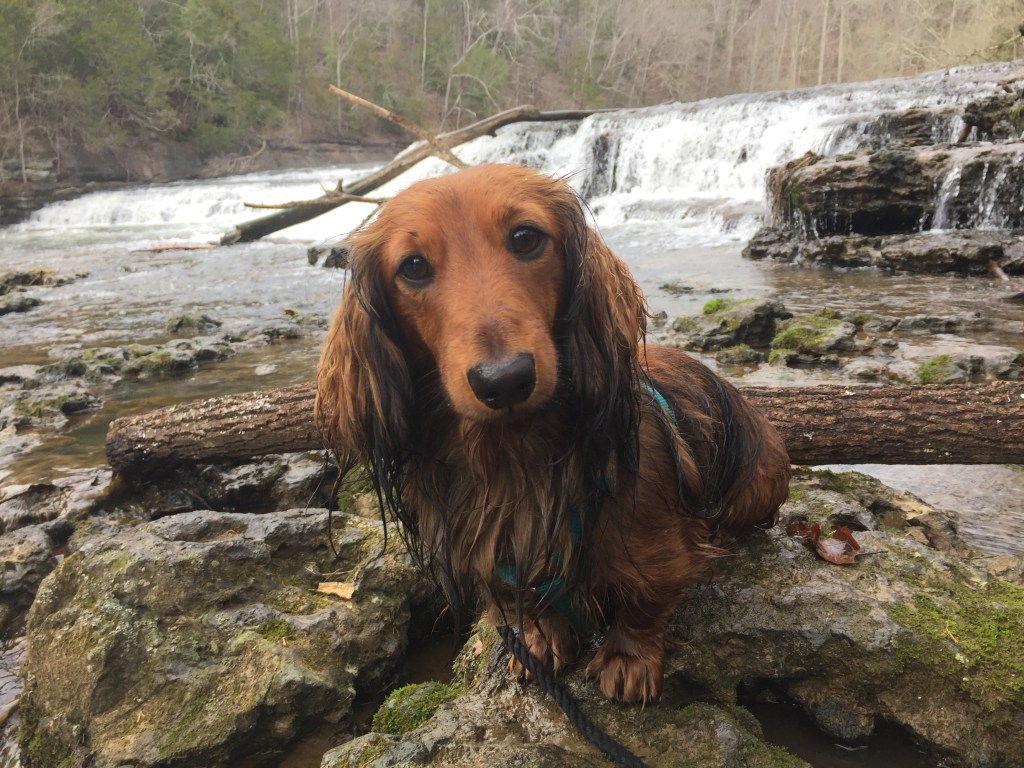 dachshund